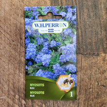 Myosotis bleu