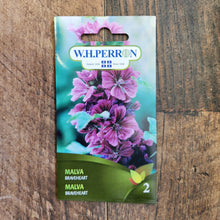 Malva 'Braveheart'