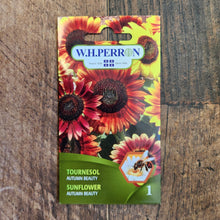 Sunflower 'Autumn Beauty' Mix