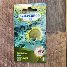 Tournesol géant