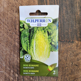 Laitue mini romaine 'Sucrette Verte'