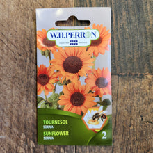 Sunflower 'Soraya'