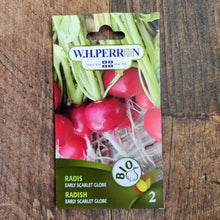 Radish 'Early Scarlet Globe' organic