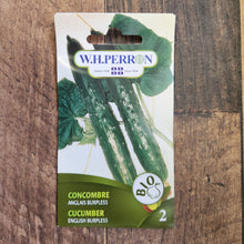 Concombre anglais 'Burpless' bio