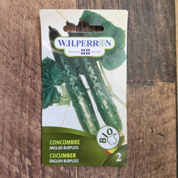 Cucumber Burpless English organic