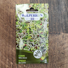 Red clover sprout