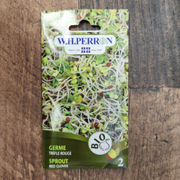Red clover sprout