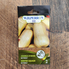 Courge d'hiver 'Butternut' bio