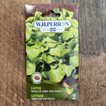 Laitue à feuille de chêne verte 'Panisse'