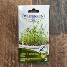 Lentil sprout organic