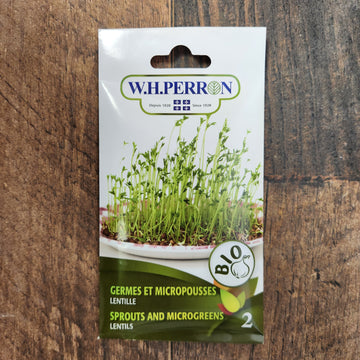 Germe de lentille bio