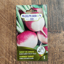Organic white globe turnip with purple collar