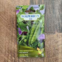 Pois mange-tout 'Little Snow Pea'