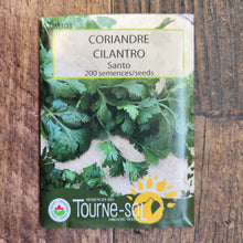 Organic Coriander 'Santo'