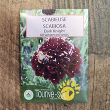 Scabieuse 'Black Knight' bio