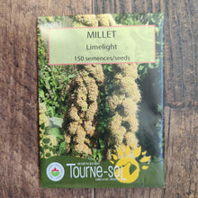 Organic 'Limelight' Millet