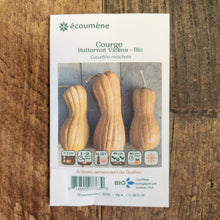 Courge butternut 'Violina' bio
