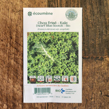 Chou frisé 'Dwarf Bluescotch' bio