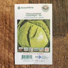Chou pommé 'Copenhagen' bio