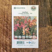 Muflier 'Orange Wonder' bio