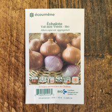 Échalote 'Val-aux-Vents' bio
