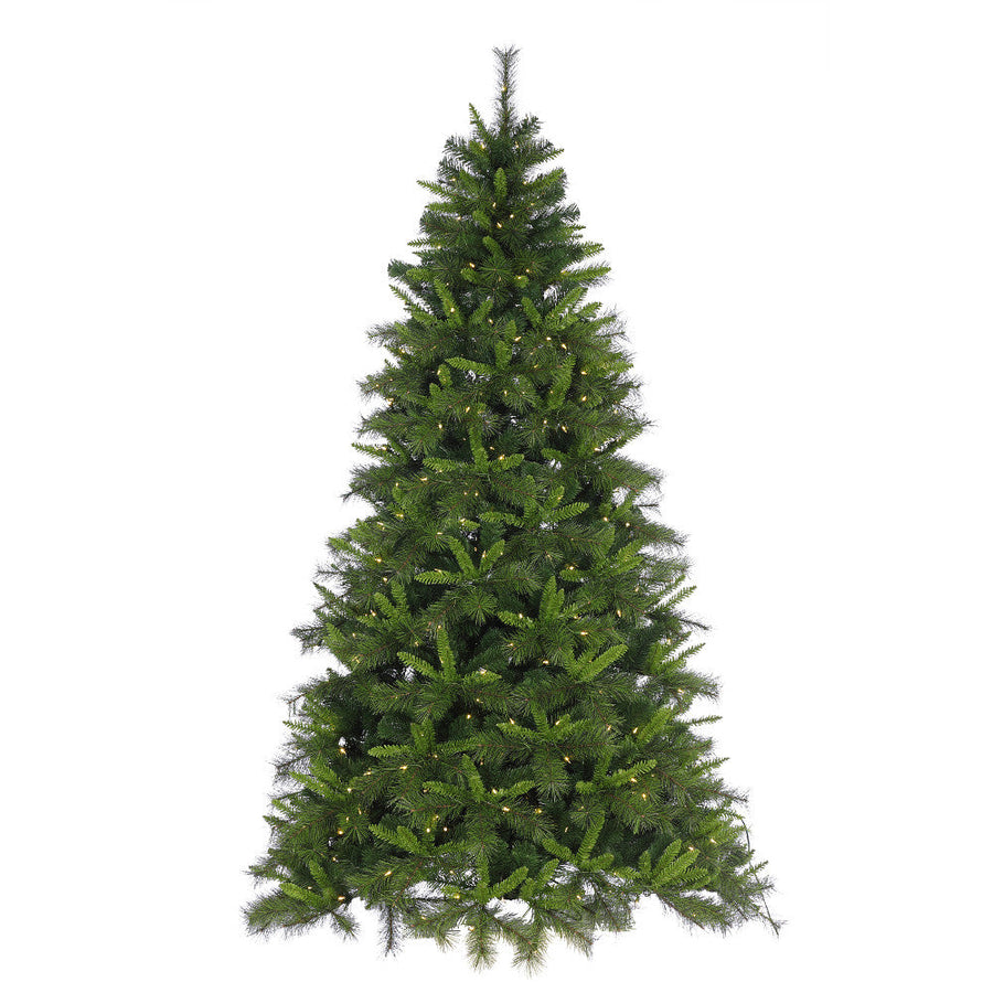 Sapin Savannah