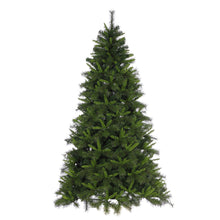 Sapin Savannah