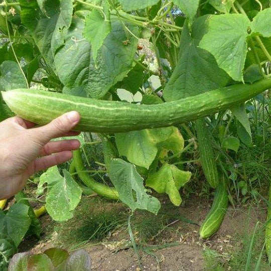 Concombre ‘Sanjaku Kiuri’ (Cucumis sativus)