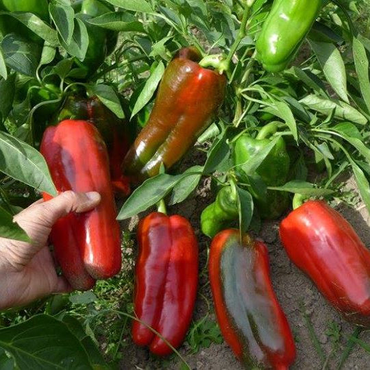 Sweet Pepper 'Napoleon Sweet' 