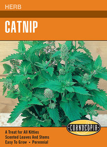 Visuel officiel de Cornucopia associé aux semences de Cataire, référence CS217. Cette référence propose des semences de cataire. La plante aromatique peut être intégrée à un jardin d’herbes, en lui réservant suffisamment d’espace pour former sa touffe. Cette image accompagne la fiche de cette sélection et permet de repérer le produit correspondant dans le catalogue de semences.