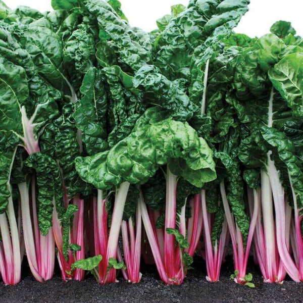  Swiss Chard 'Peppermint'