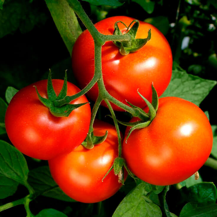 Tomato 'Celebrity'