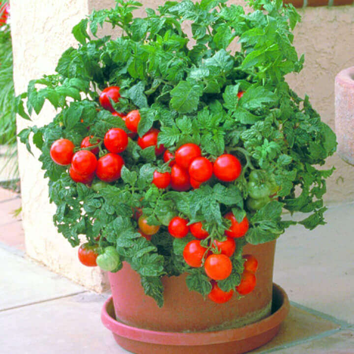 Tomate 'Patio'