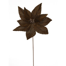 Tige de poinsettia – Brun