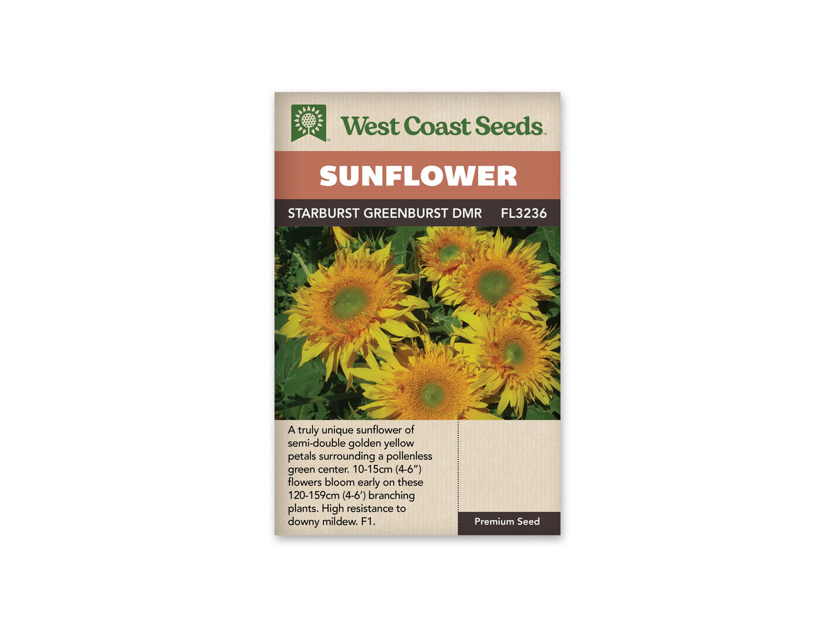 Sachet beige de semences Starburst Greenburst DMR avec bandeau terre cuite et nom sur fond brun. Plusieurs fleurs de tournesol jaune doré occupent la photographie. De nombreux pétales étroits entourent des centres verts, avec une couronne plus orangée près du disque. Les fleurs se détachent sur un feuillage vert sombre, au-dessus du texte anglais.
