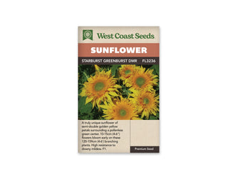Sachet beige de semences Starburst Greenburst DMR avec bandeau terre cuite et nom sur fond brun. Plusieurs fleurs de tournesol jaune doré occupent la photographie. De nombreux pétales étroits entourent des centres verts, avec une couronne plus orangée près du disque. Les fleurs se détachent sur un feuillage vert sombre, au-dessus du texte anglais.