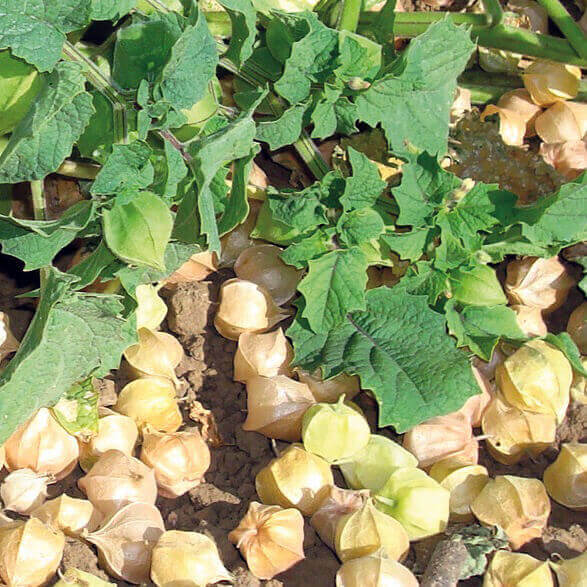 'Ground Husk' ground cherry
