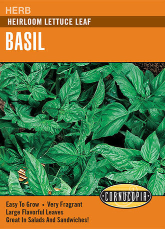Visuel officiel de Cornucopia associé aux semences de Basilic à feuilles de laitue, référence CS239. Ce basilic est proposé sous le type à feuilles de laitue. Le feuillage aromatique se récolte frais pour la cuisine et se développe dans un emplacement chaud et lumineux. Cette image accompagne la fiche de cette sélection et permet de repérer le produit correspondant dans le catalogue de semences.