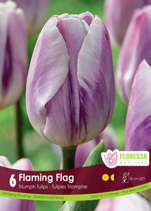 Tulipe Flaming Flag