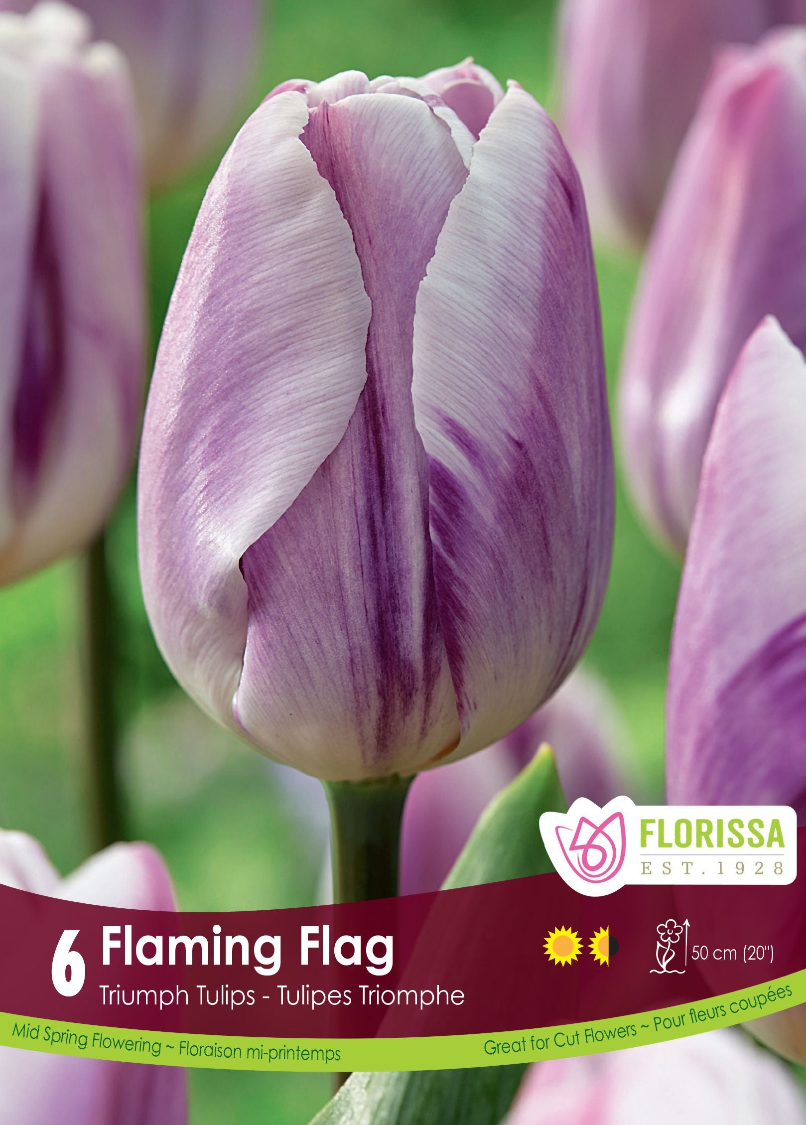 Tulipe Flaming Flag
