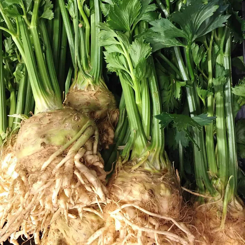 Semences Hortinova de Céleri-rave 'Gabrio', produit destiné au potager et présenté pour identifier clairement le cultivar avant le semis. Vue 1 de l'emballage ou du produit, à utiliser comme repère visuel avec les conseils de culture, l'exposition, l'arrosage et la récolte indiqués dans la fiche française de Pépinière.ca. Pour Céleri-rave 'Gabrio', des observations régulières permettent d'ajuster les soins aux conditions réelles du jardin.