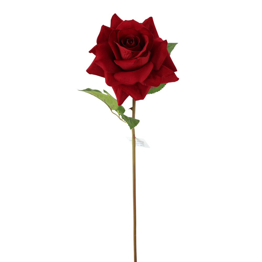 Tige de rose naturelle — produit sur fond blanc