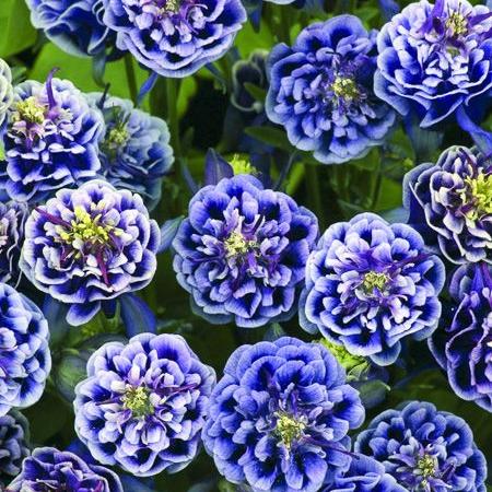 Columbine 'Winky Double Dark Blue' 