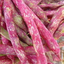 Bush Bean 'Horticultural Taylor'