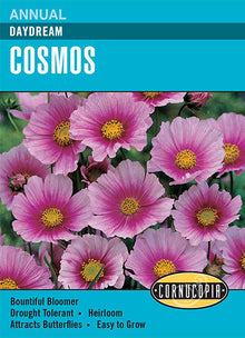 Visuel officiel de Cornucopia associé aux semences de Cosmos ‘Daydream’, référence CS267. Cette référence propose la variété de cosmos Daydream. Les tiges fleuries donnent une silhouette légère aux plantations et peuvent être récoltées pour les bouquets. Cette image accompagne la fiche de cette sélection et permet de repérer le produit correspondant dans le catalogue de semences.