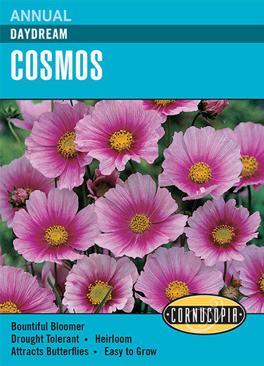 Visuel officiel de Cornucopia associé aux semences de Cosmos ‘Daydream’, référence CS267. Cette référence propose la variété de cosmos Daydream. Les tiges fleuries donnent une silhouette légère aux plantations et peuvent être récoltées pour les bouquets. Cette image accompagne la fiche de cette sélection et permet de repérer le produit correspondant dans le catalogue de semences.