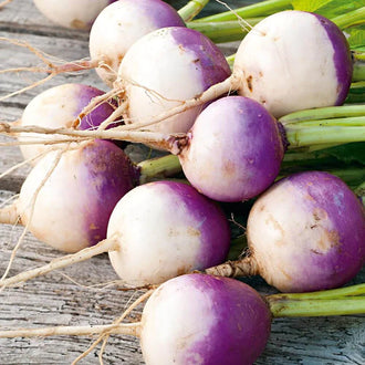Semences Hortinova de Rabiole 'Purple Top', produit destiné au potager et présenté pour identifier clairement le cultivar avant le semis. Vue 1 de l'emballage ou du produit, à utiliser comme repère visuel avec les conseils de culture, l'exposition, l'arrosage et la récolte indiqués dans la fiche française de Pépinière.ca. Pour Rabiole 'Purple Top', des observations régulières permettent d'ajuster les soins aux conditions réelles du jardin.