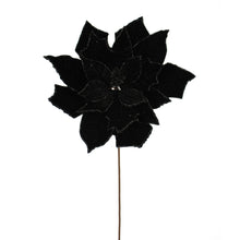 Tige de poinsettia – Noir