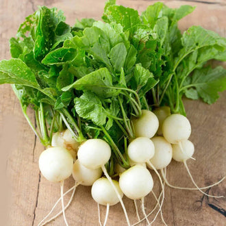 Semences Hortinova de Radis blanc 'Perla', produit destiné au potager et présenté pour identifier clairement le cultivar avant le semis. Vue 1 de l'emballage ou du produit, à utiliser comme repère visuel avec les conseils de culture, l'exposition, l'arrosage et la récolte indiqués dans la fiche française de Pépinière.ca. Pour Radis blanc 'Perla', des observations régulières permettent d'ajuster les soins aux conditions réelles du jardin.