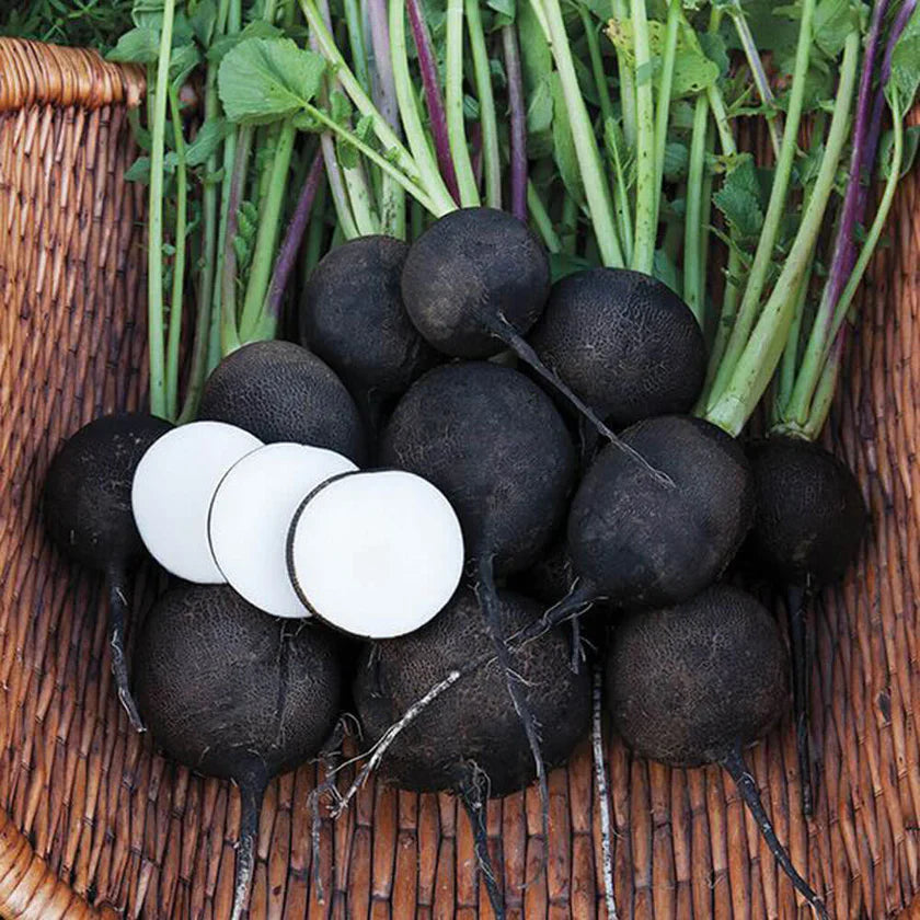Semences Hortinova de Radis noir 'Neru', produit destiné au potager et présenté pour identifier clairement le cultivar avant le semis. Vue 1 de l'emballage ou du produit, à utiliser comme repère visuel avec les conseils de culture, l'exposition, l'arrosage et la récolte indiqués dans la fiche française de Pépinière.ca. Pour Radis noir 'Neru', des observations régulières permettent d'ajuster les soins aux conditions réelles du jardin.